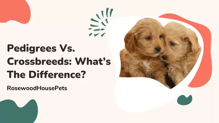 pedigrees vs crossbreeds what s the difference