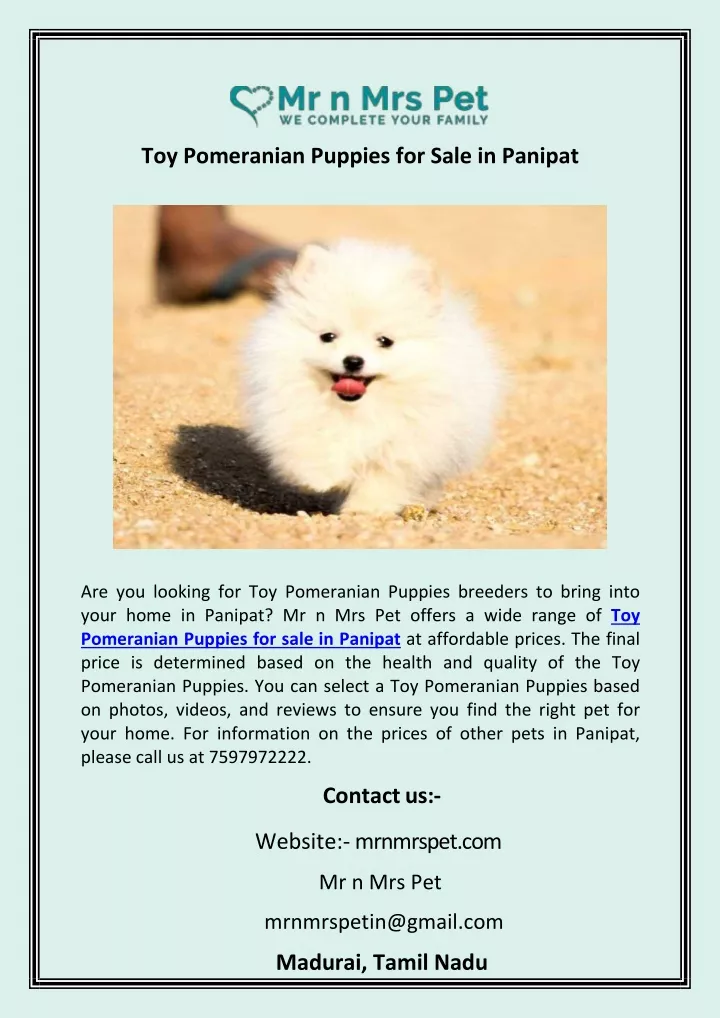 toy pomeranian puppies for sale in panipat