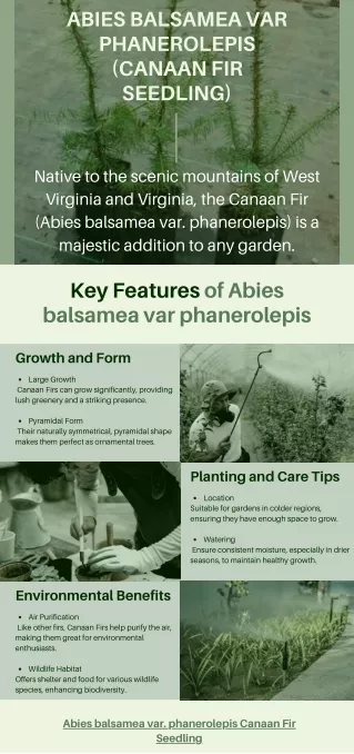 Comparing Canaan Fir with Other Fir Varieties