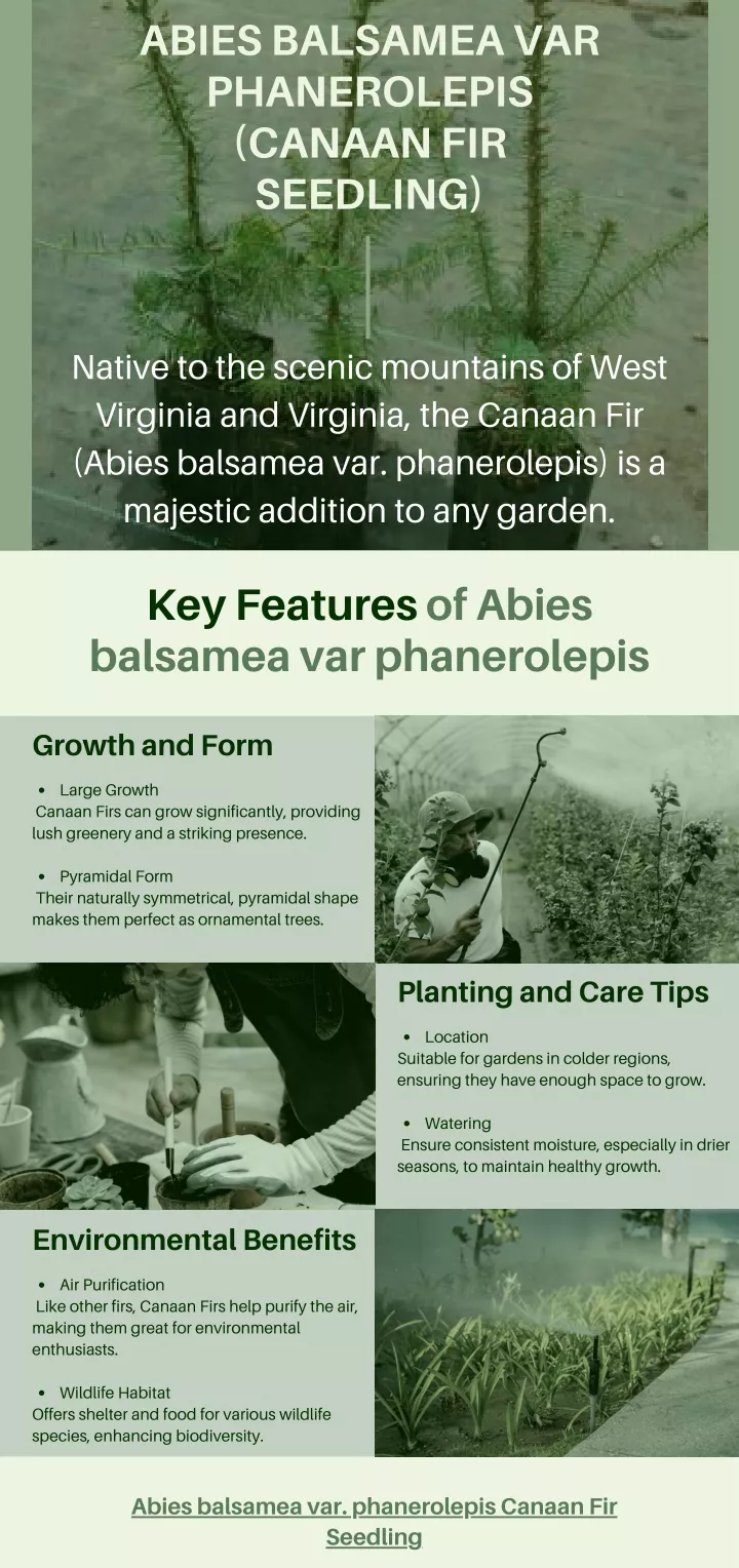 abies balsamea var phanerolepis canaan