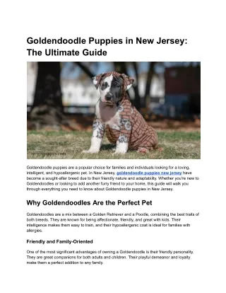 Goldendoodle Puppies in New Jersey_ The Ultimate Guide