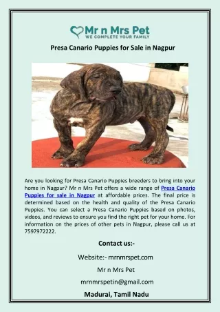 Presa Canario Puppies for Sale in Nagpur