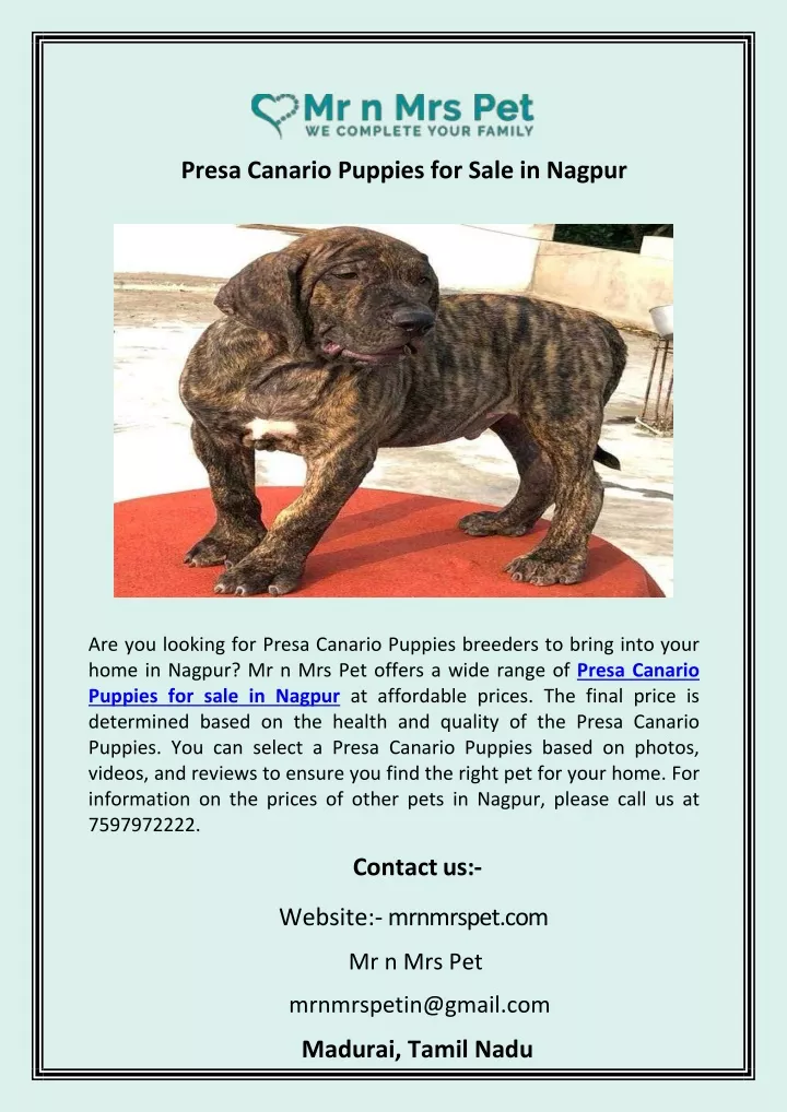 presa canario puppies for sale in nagpur