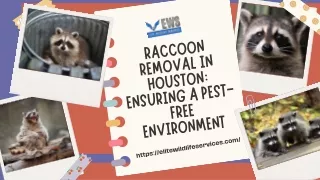 Raccoon Removal in Houston Ensuring a Pest-Free Environment