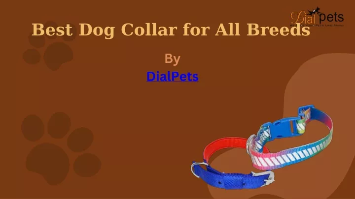 best dog collar for all breeds