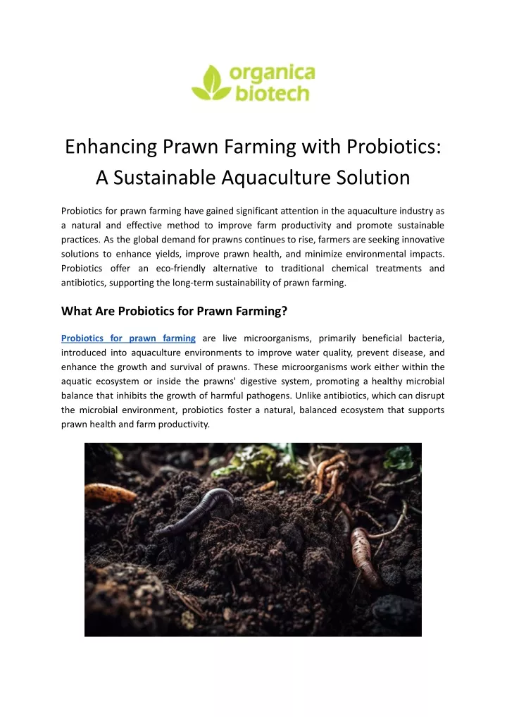 enhancing prawn farming with probiotics