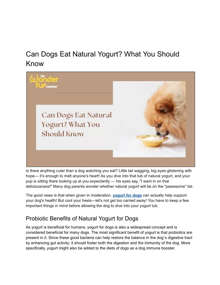 can dogs eat natural yogurt what you should know