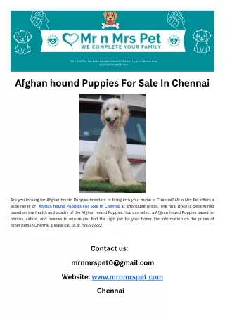 Afghan hound Puppies For Sale In Chennai