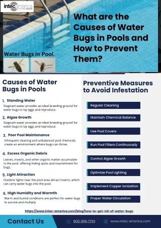 What are the Causes of Water Bugs in Pools and How to Prevent Them?