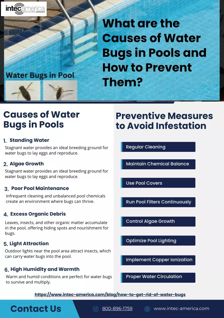 what are the causes of water bugs in pools