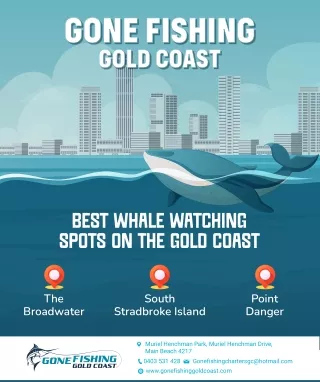 Best Whale Watching Spots on the Gold Coast