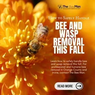 How to Safely Handle Bee and Wasp Removal This Fall