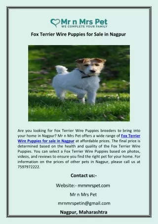 Fox Terrier Wire Puppies for Sale in Nagpur