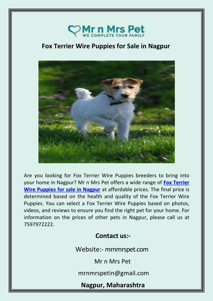 fox terrier wire puppies for sale in nagpur