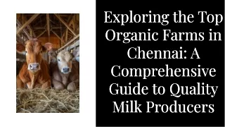 What are the top organic farms offering milk in Chennai