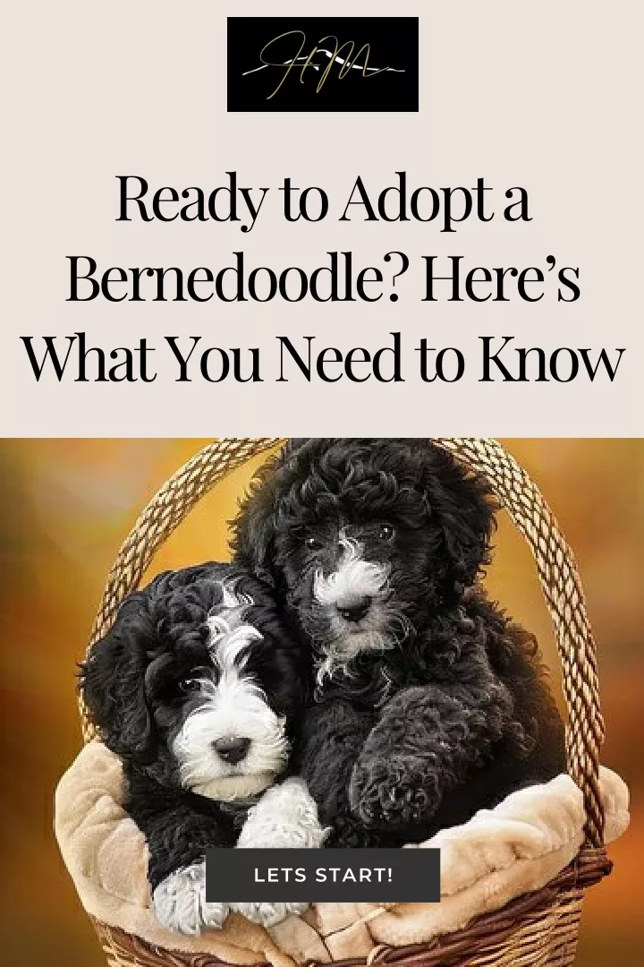 ready to adopt a bernedoodle here s what you need