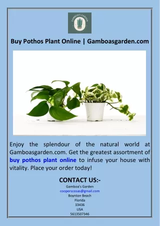 Buy Pothos Plant Online  Gamboasgarden.com