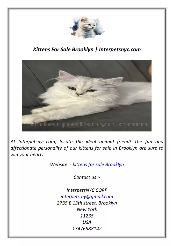 kittens for sale brooklyn interpetsnyc com