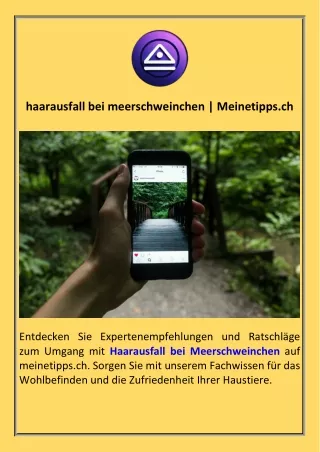 haarausfall bei meerschweinchen  Meinetipps.ch