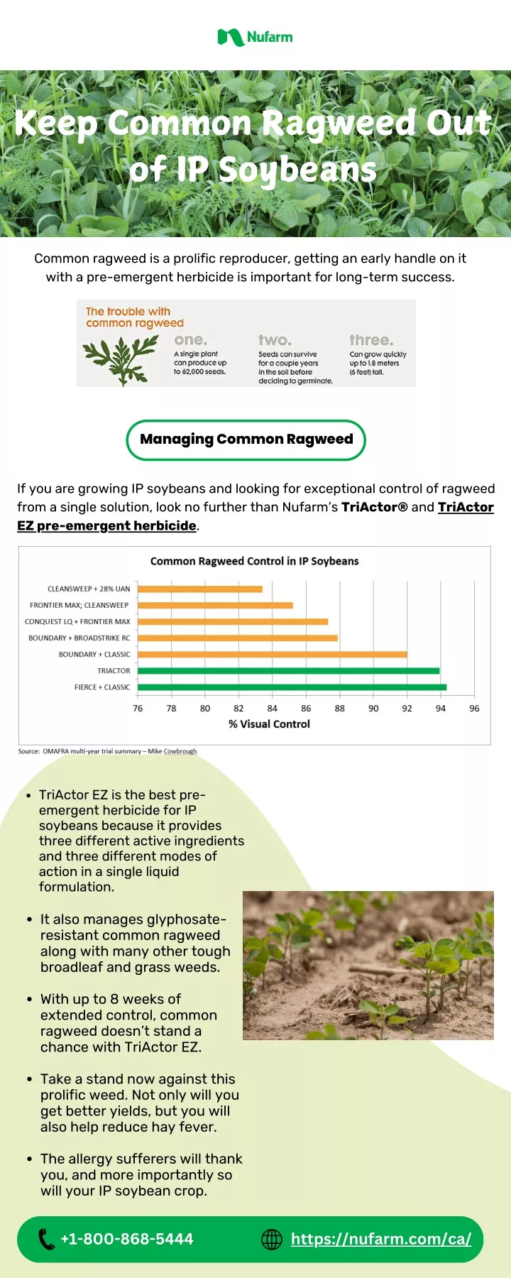 keep common ragweed out of ip soybeans