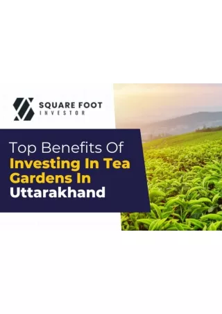 Harvesting Returns: Your Guide to Investing in Tea Estates