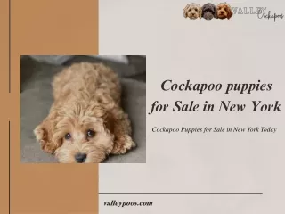 Cockapoo puppies for Sale in New York