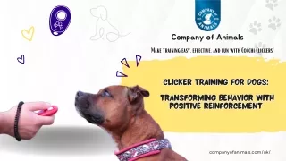 Clicker Training for Dogs Transforming Behavior with Positive Reinforcement