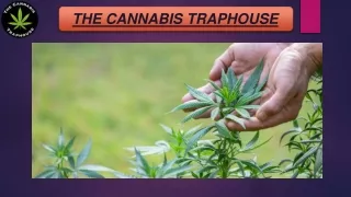 the cannabis traphouse