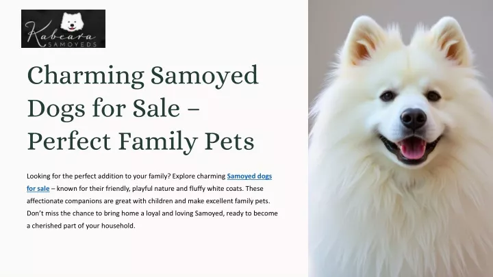 charming samoyed dogs for sale perfect family pets