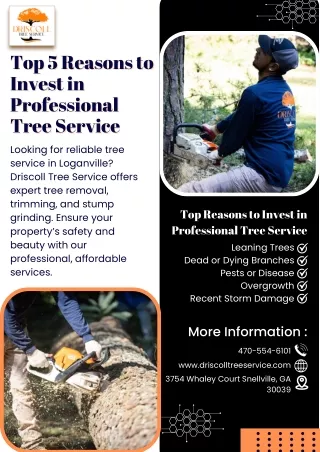 Top 5 Reasons to Invest in Professional Tree Service