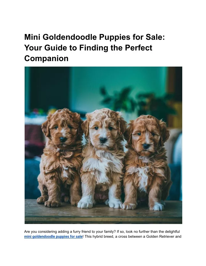 mini goldendoodle puppies for sale your guide