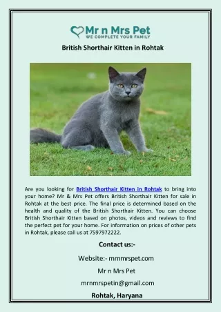 British Shorthair Kitten in Rohtak