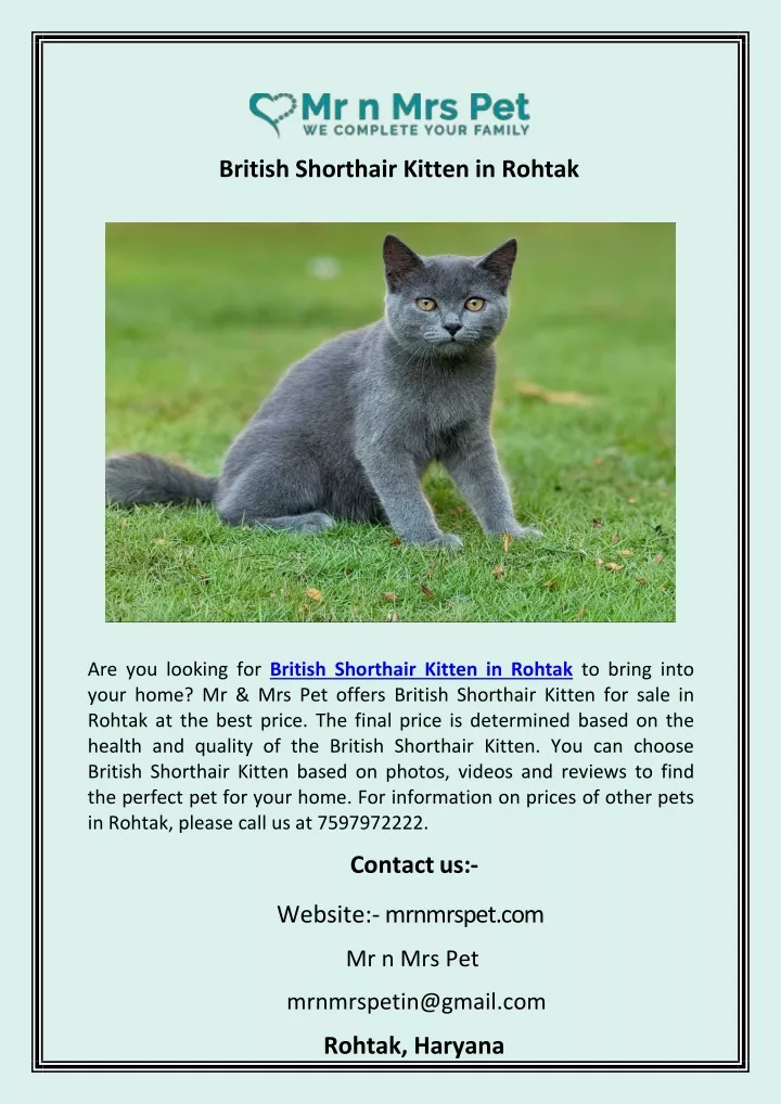 british shorthair kitten in rohtak