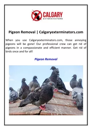 Pigeon Removal  Calgaryexterminators.com