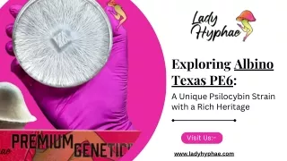 Albino Texas PE6: Rare Hybrid Strain with Potent Psilocybin Genetics