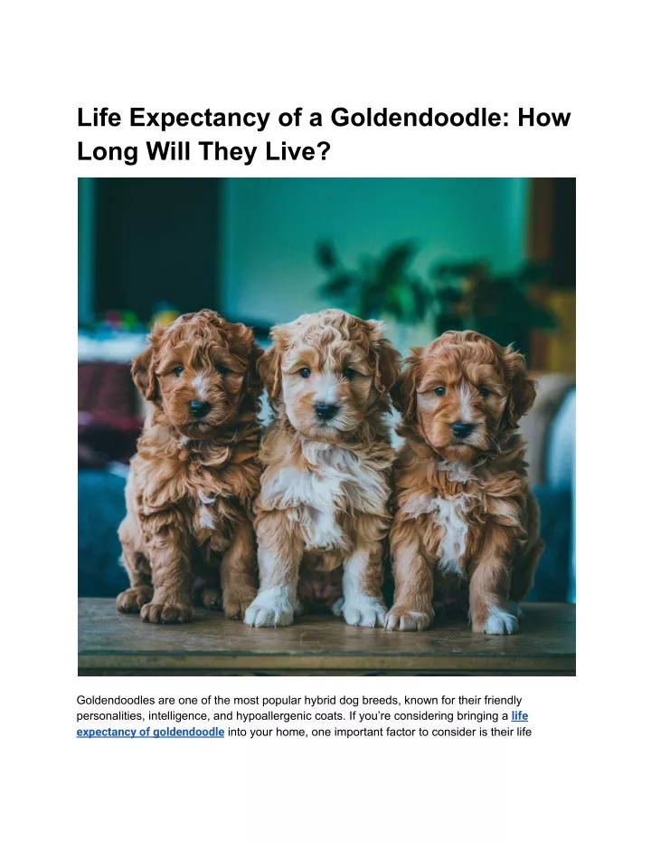 life expectancy of a goldendoodle how long will