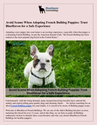 Avoid Scams When Adopting French Bulldog Puppies: Trust BlueHaven for a Safe Exp