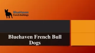 Why Choose BlueHaven French Bulldogs for Your Ideal French Bulldog