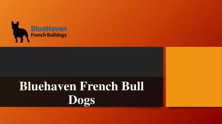 bluehaven french bull dogs