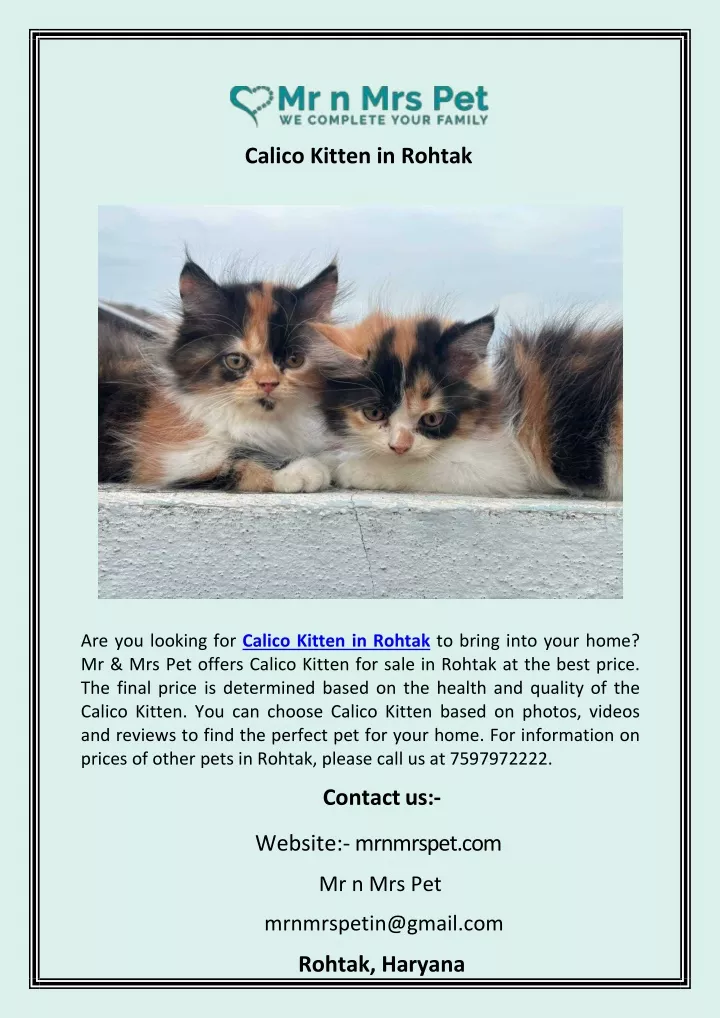 calico kitten in rohtak