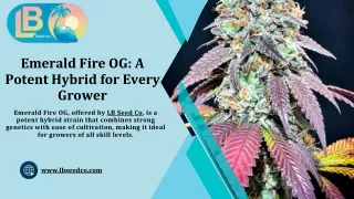 Emerald Fire OG A Potent Hybrid For Every Grower