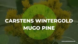 Carstens Wintergold Mugo Pine