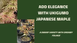 Ukigumo Japanese Maple: A Dwarf Variety with Dreamy Foliage