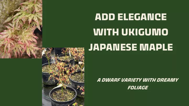 add elegance with ukigumo japanese maple