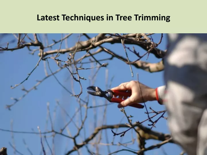 latest techniques in tree trimming