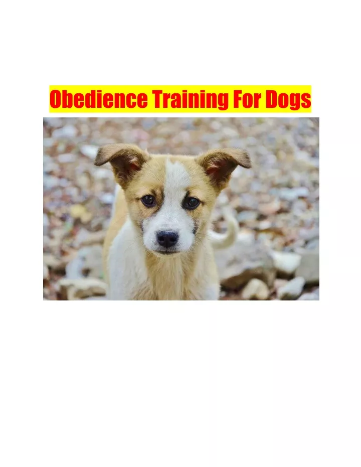 obediencetrainingfordogs