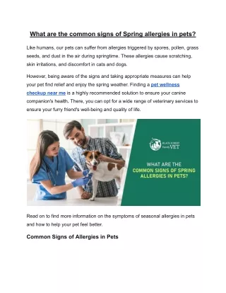 What are the common signs of Spring allergies in pets?