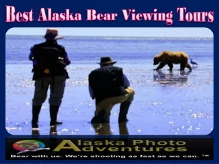 Best Alaska Bear Viewing Tours