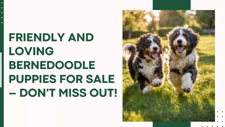 friendly and loving bernedoodle puppies for sale