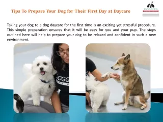 Tips To Prepare Your Dog for Their First Day at Daycare